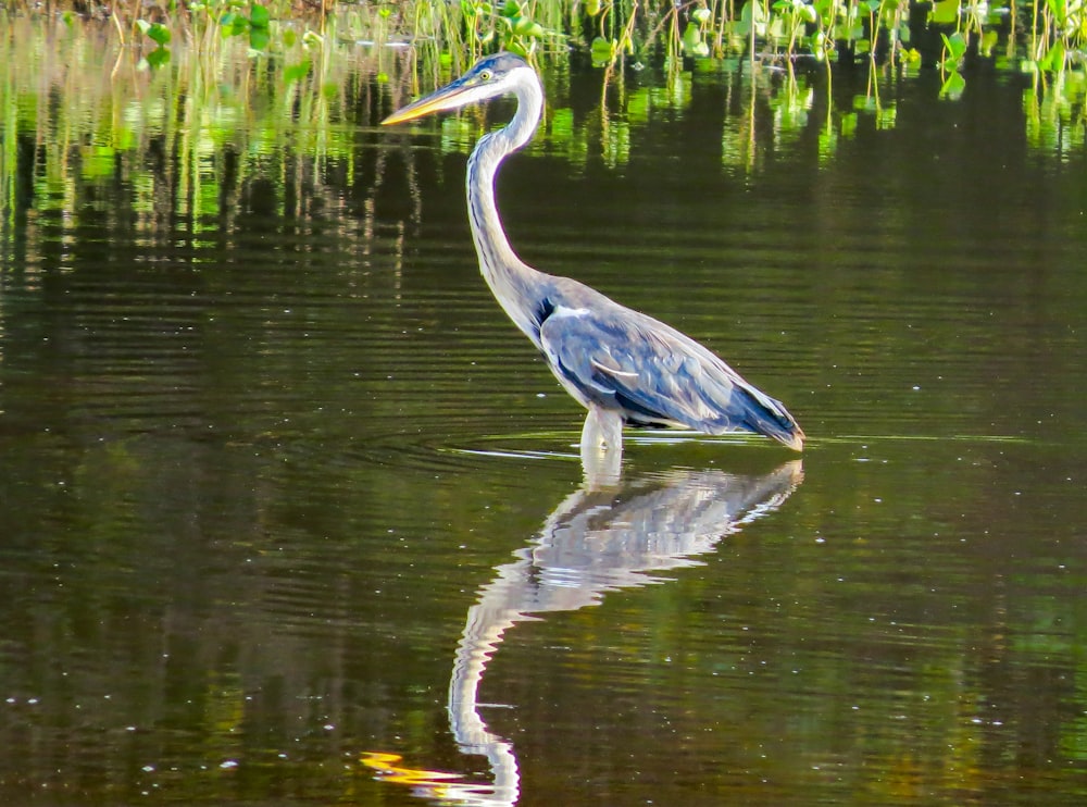 blue bird on body of water during daytime