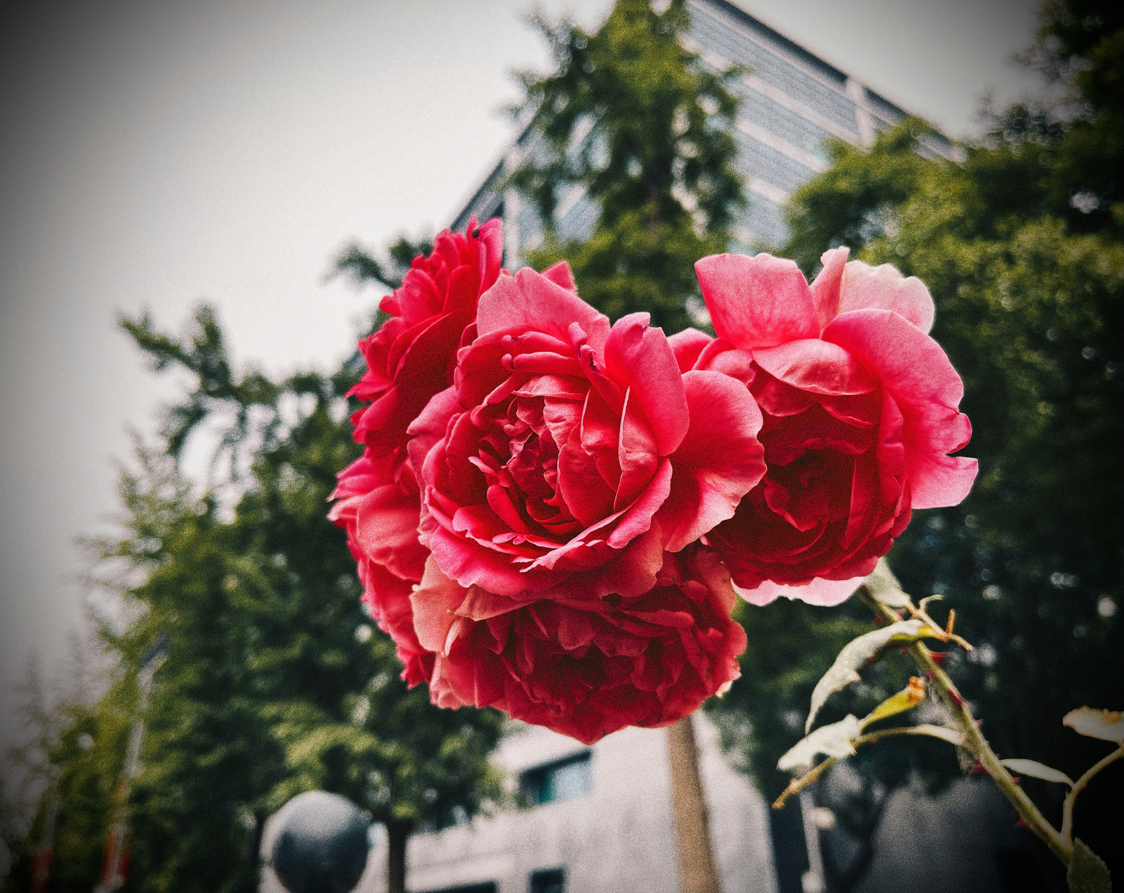 pink rose in bloom during daytime