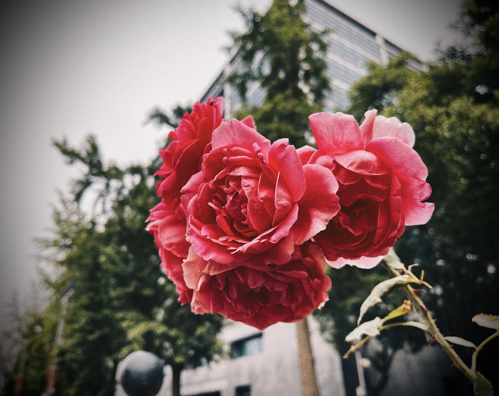 Rosa rosada en flor durante el día