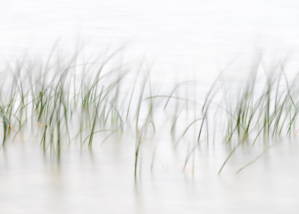 erba verde sullo specchio d'acqua