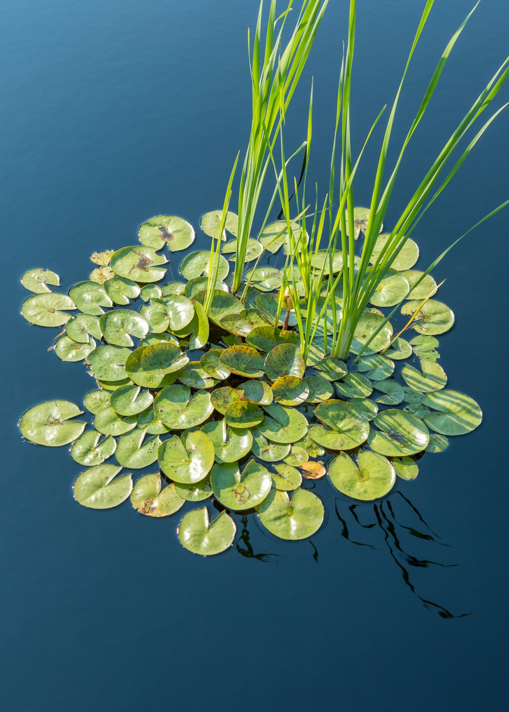 green and white plant on water