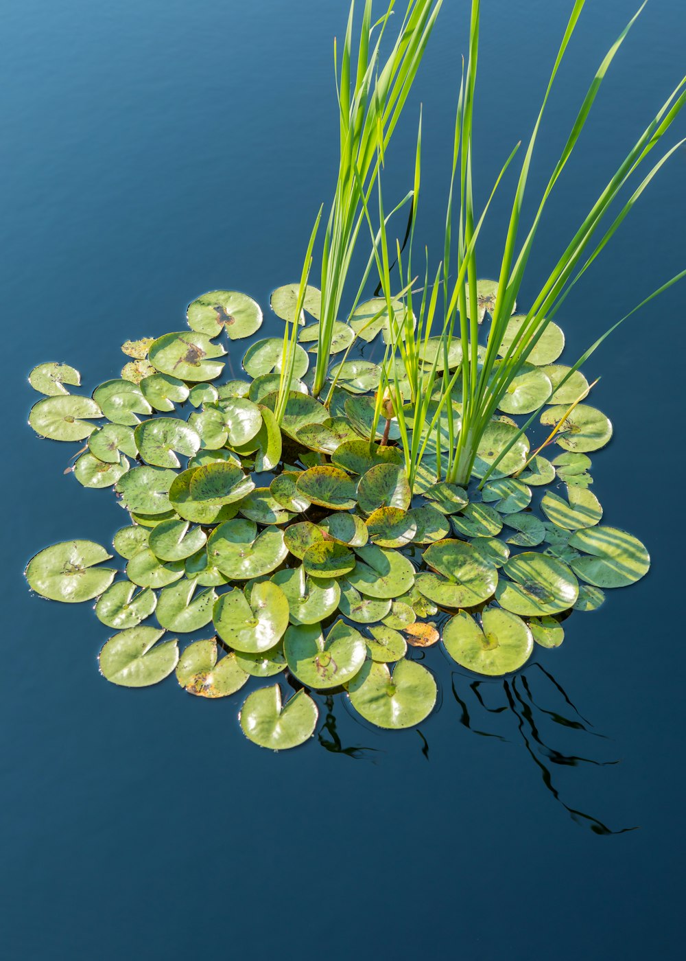 pianta verde e bianca sull'acqua