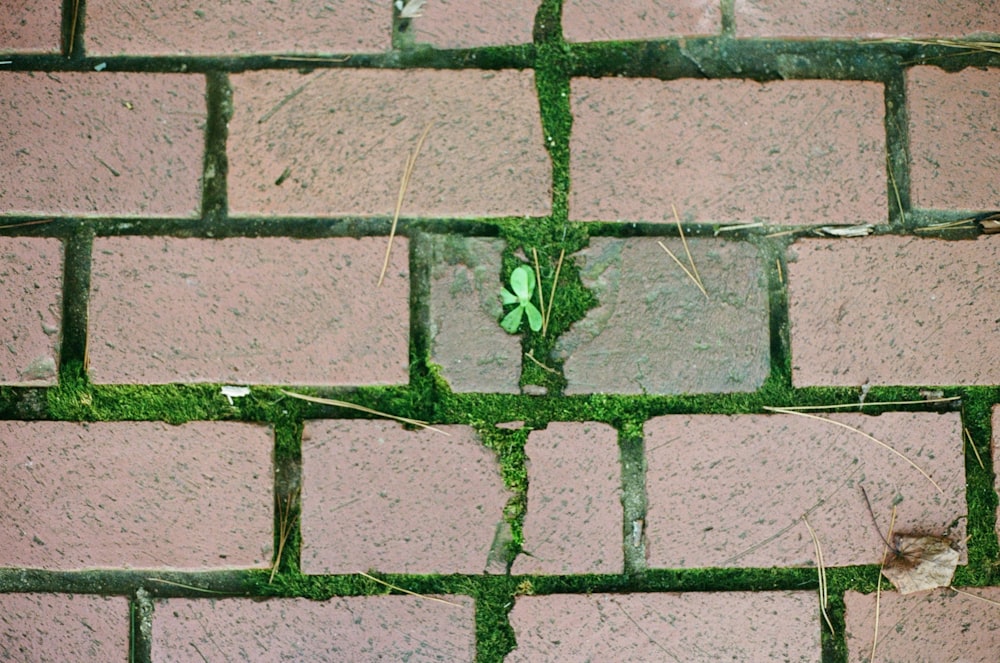 a small green plant growing out of a brick wall