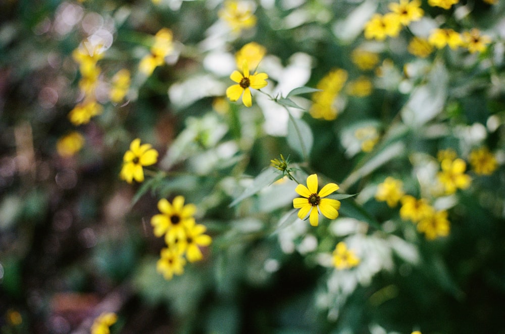 yellow flowers with green leaves