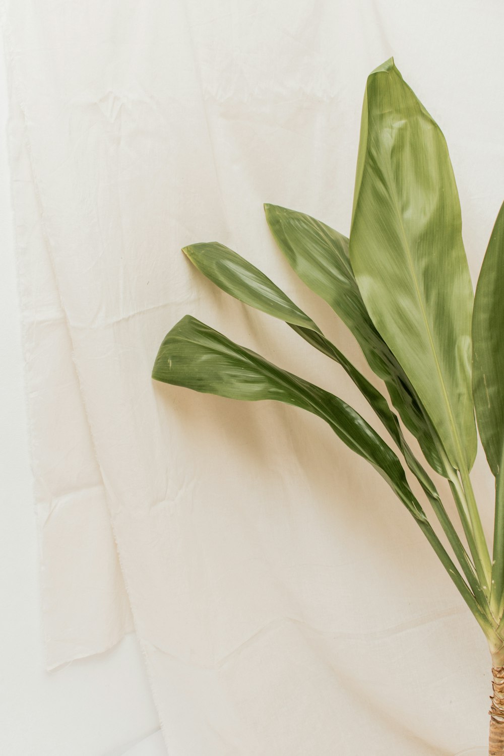 green leaves on white textile