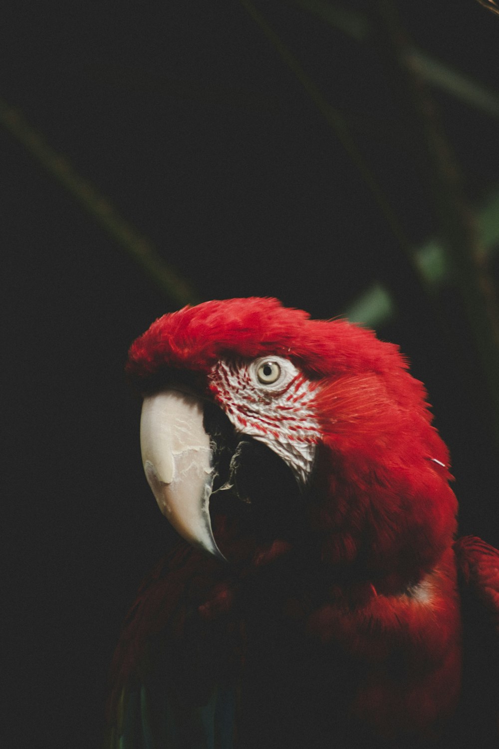 red and white parrot on brown wooden branch