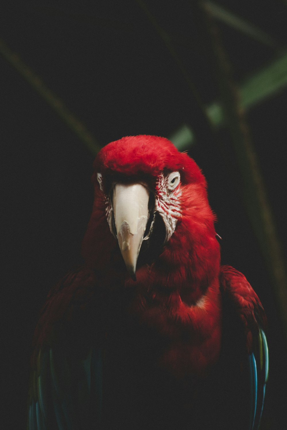 red and white bird in close up photography