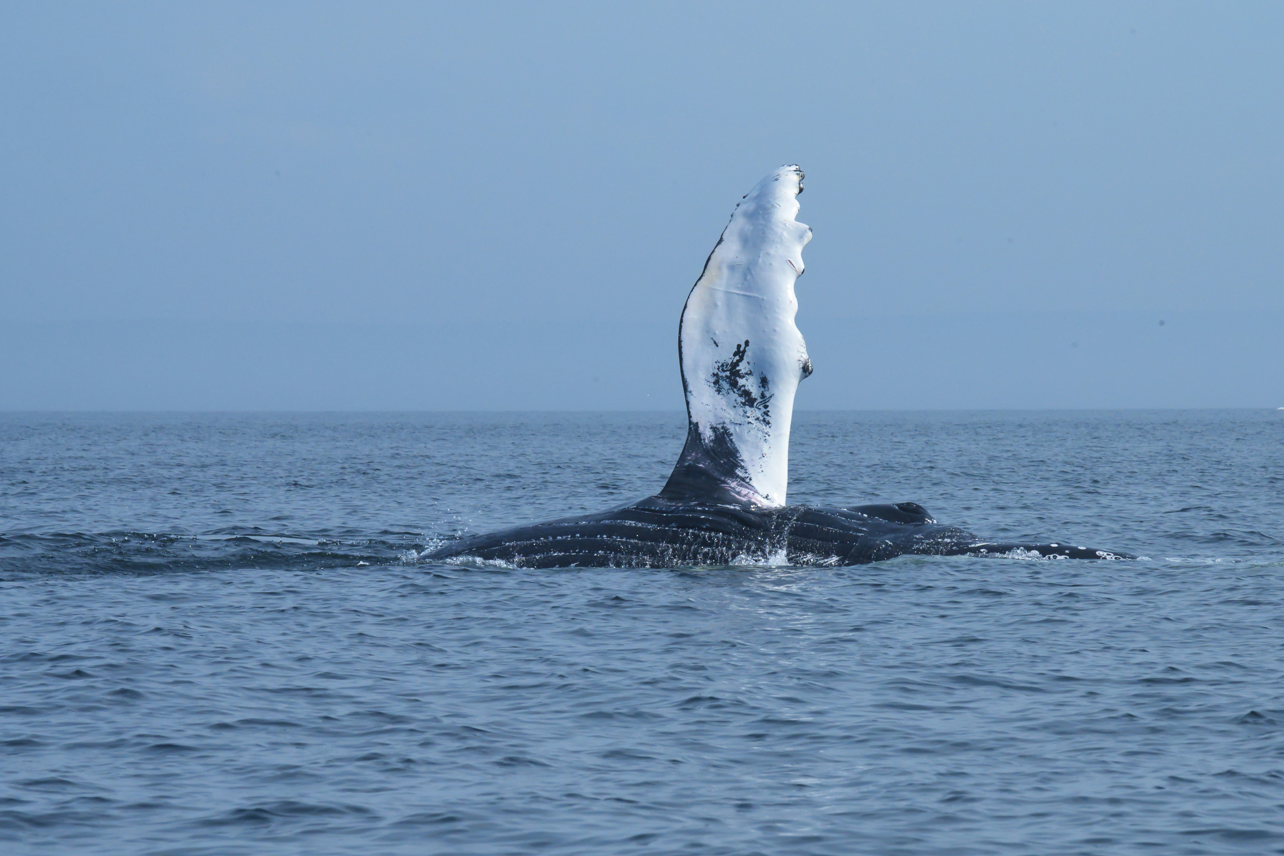 baleine blanche et noire au milieu de l'océan pendant la journée photo Photo Tadoussac
