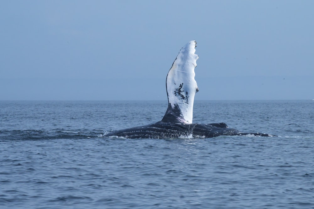 昼間の海の真ん中に浮かぶ白鯨と黒鯨