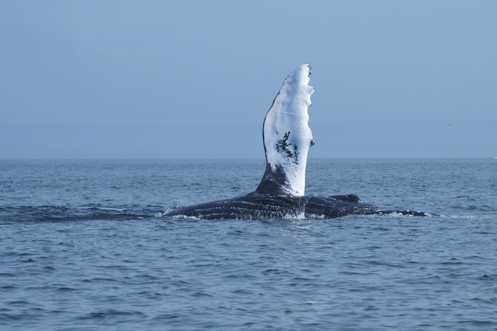 balena bianca e nera in mezzo all'oceano durante il giorno