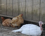 Three birds, including two chickens and one turkey, are resting on the ground in a dirt enclosure. The area is surrounded by wire fencing and backed by a wooden wall. The chickens have brown feathers, while the turkey has white feathers.