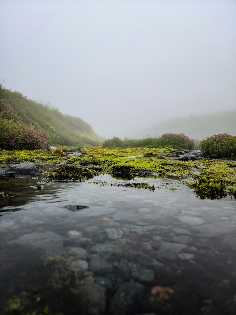 green grass and trees covered with fog