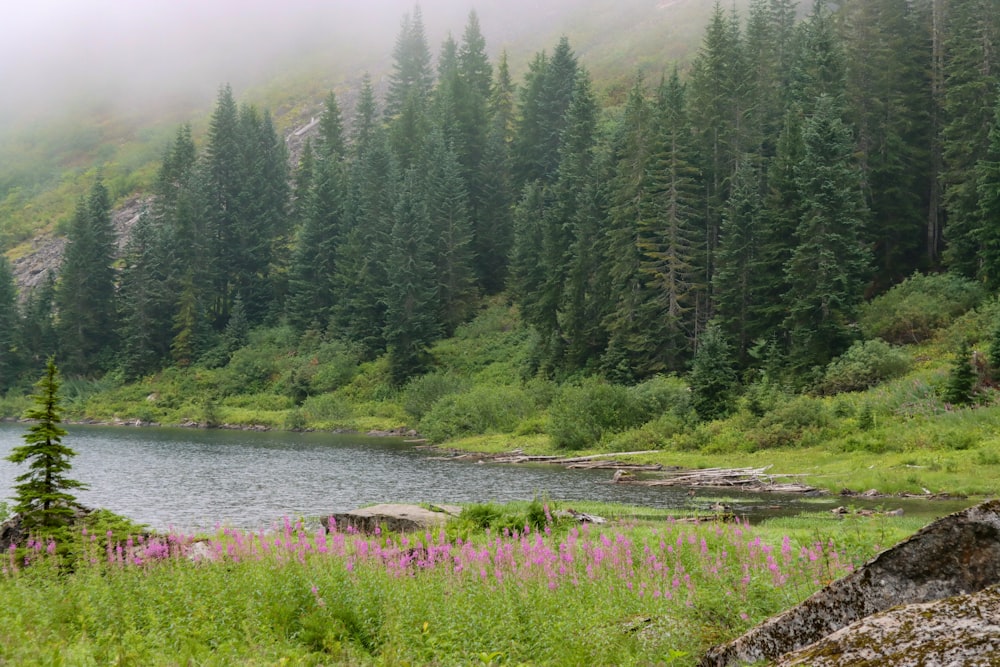 green trees beside river during daytime