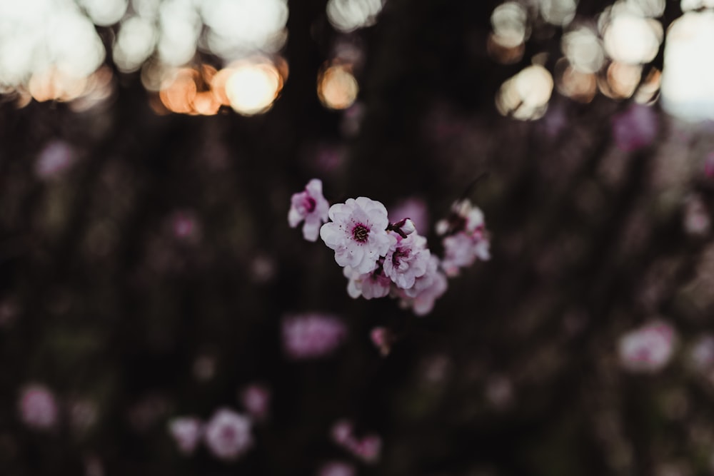 pink flowers in bokeh photography