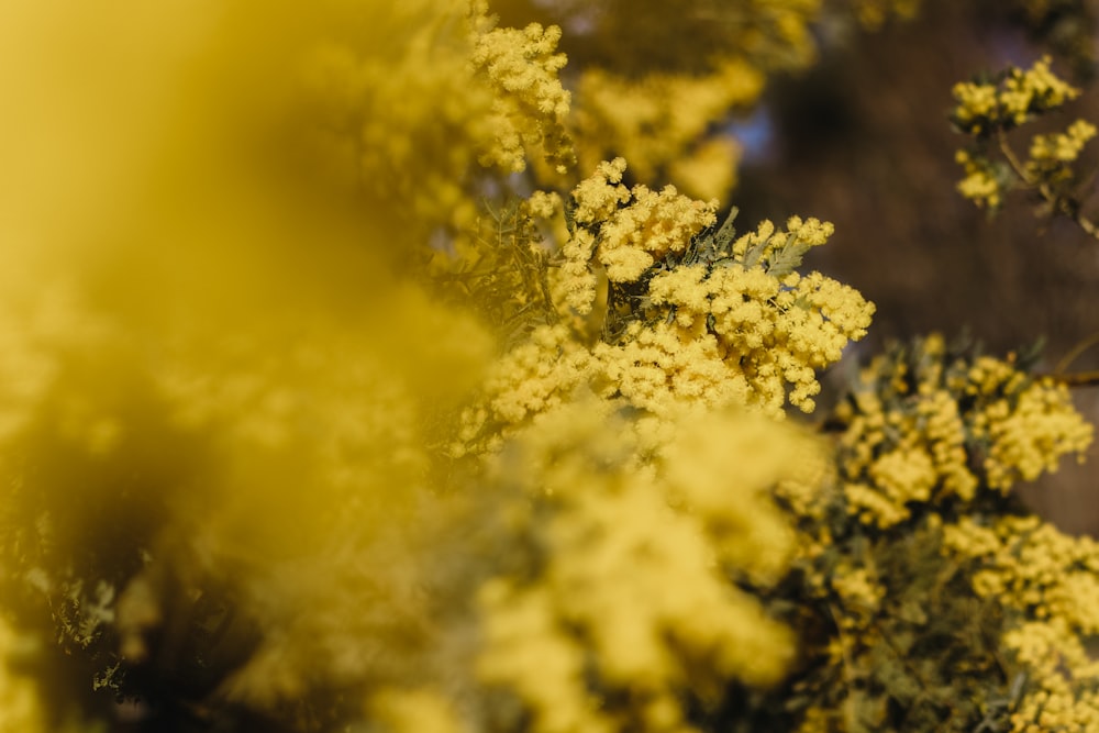 yellow and white flower in close up photography