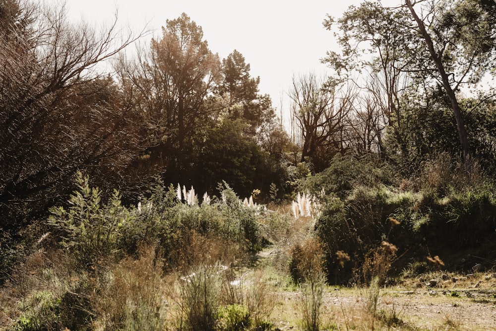 campo de grama verde com árvores