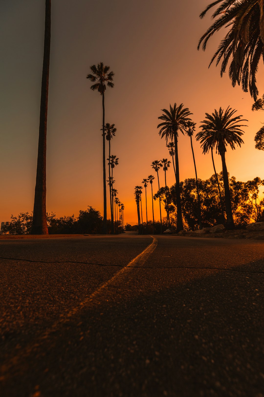 silhouette of palm trees during sunset