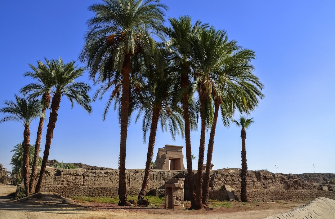 palm tree near brown concrete building