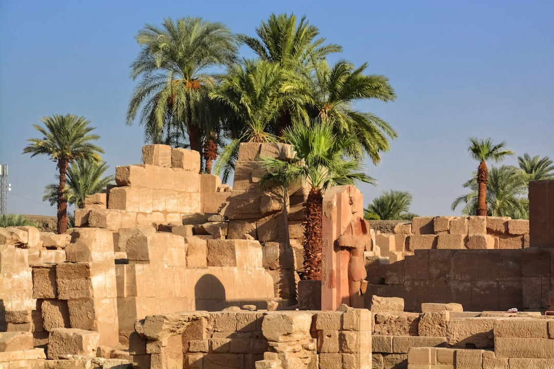 palm tree near brown rock formation