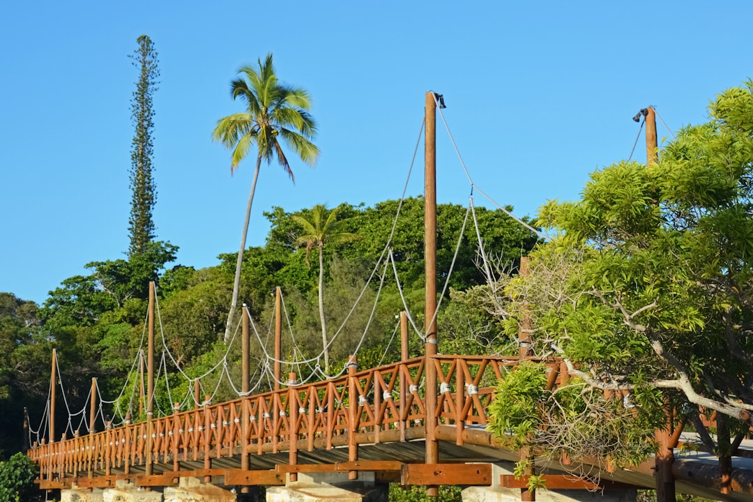 brown wooden bridge near green trees during daytime