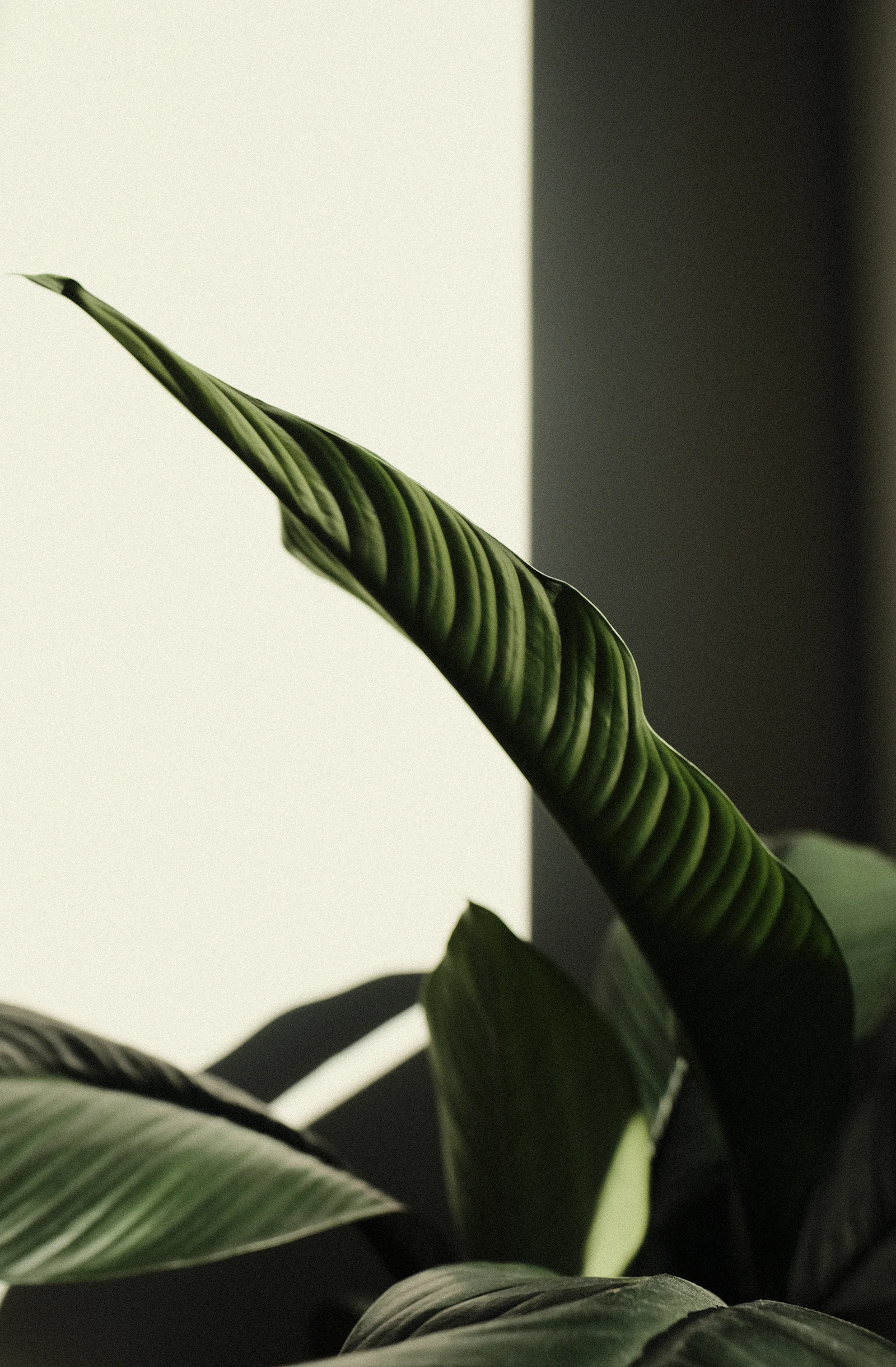 A single green plant against a pale wall, used as a mood reference for quiet, uncluttered layouts