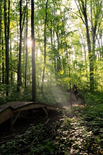 Cyclists riding through a lush jungle trail with sunlight filtering through the canopy.