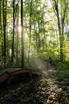 A rider carving through a forest trail with sunlight filtering through the trees.