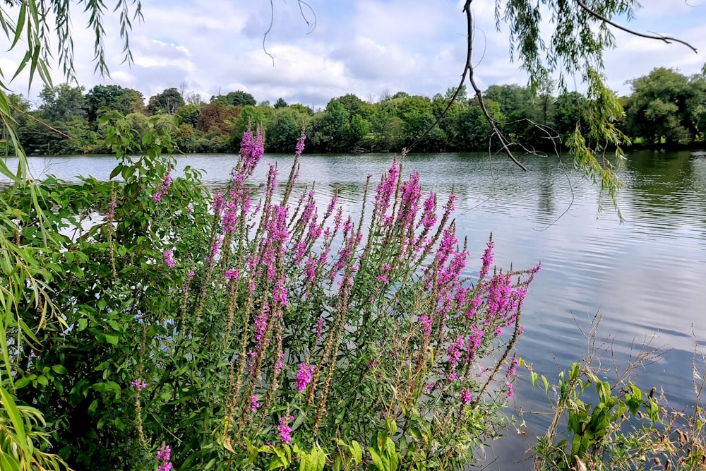 pink flowers on body of water during daytime