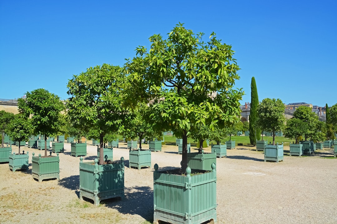 green and white wooden boxes under green tree during daytime