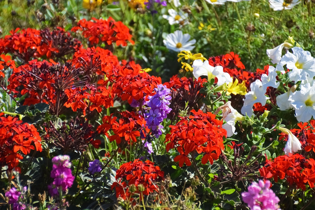 red and purple flowers in bloom during daytime