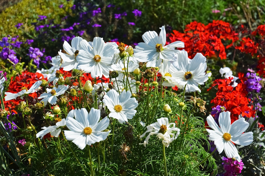 white and red flowers during daytime
