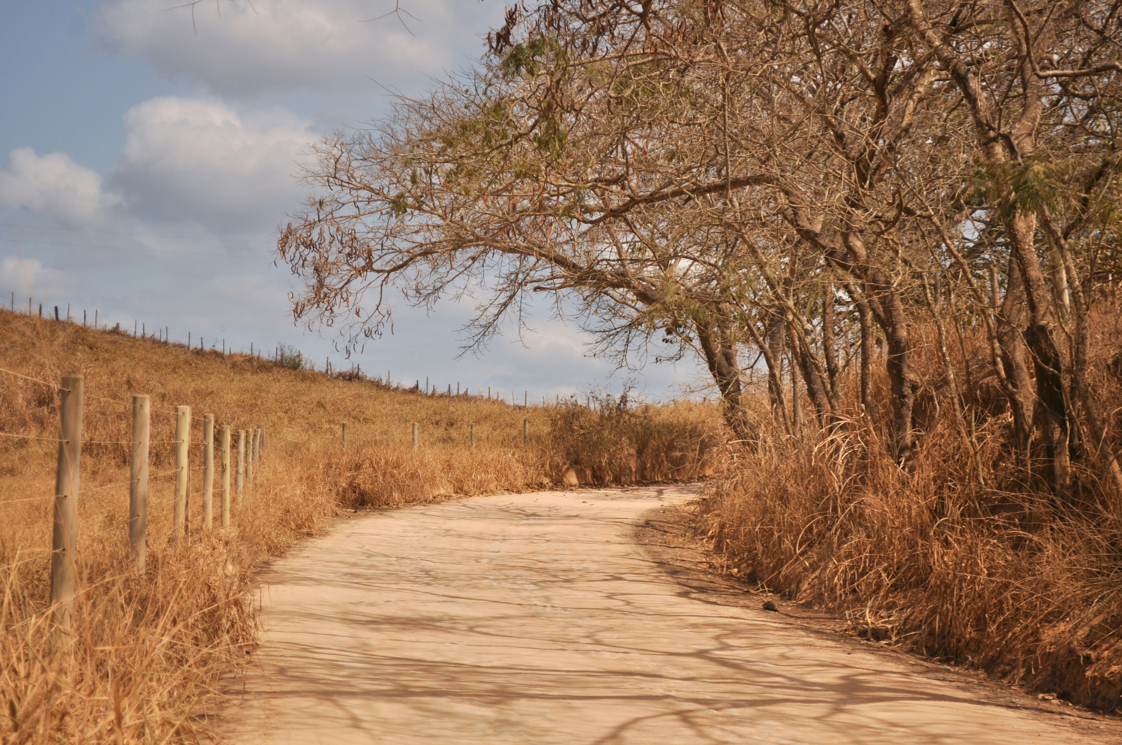 brown leafless tree on brown field during daytime