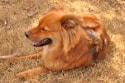 brown long coated dog lying on ground