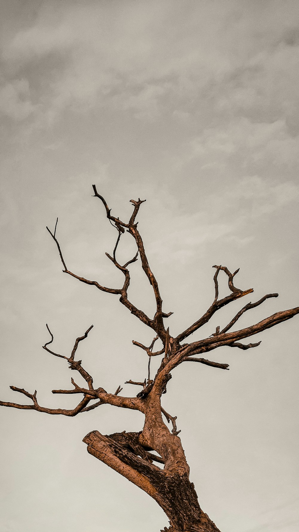 brown bare tree under white clouds