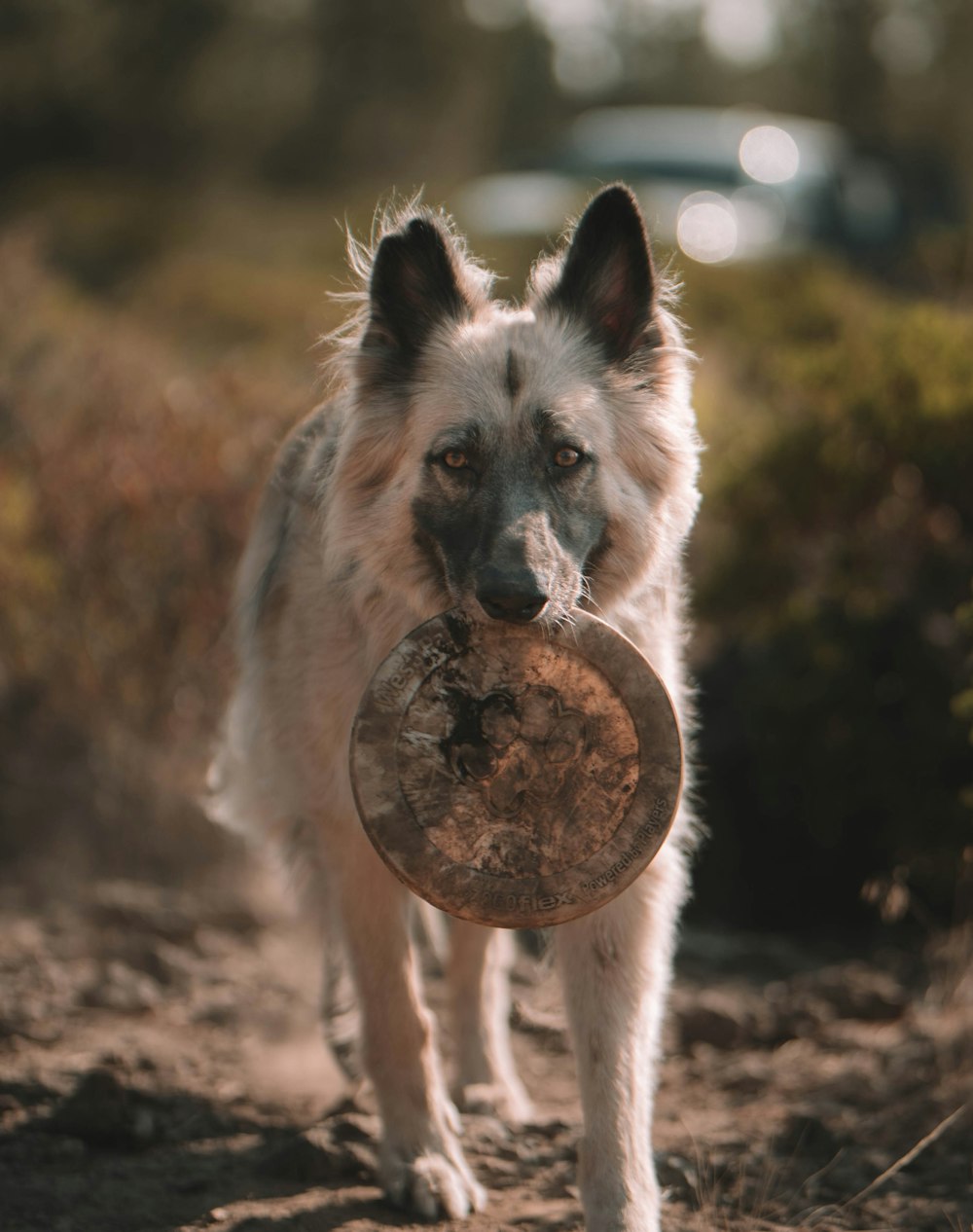 white and brown long coated dog biting brown round food