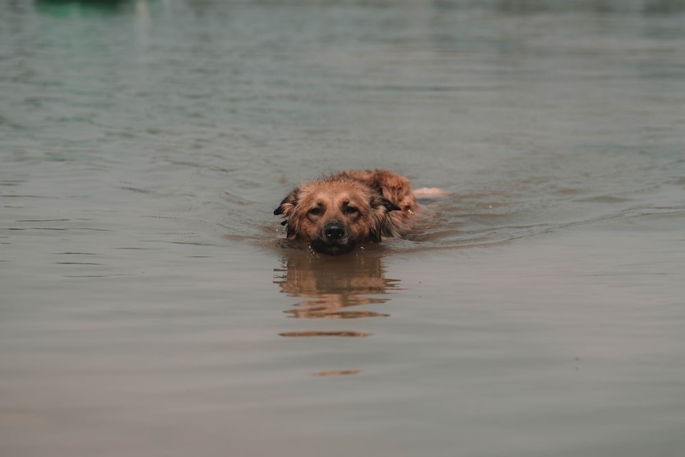 brown long coated dog on water during daytime