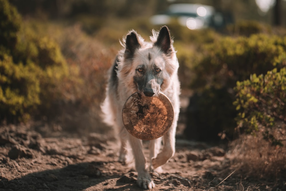 white and black long coated dog biting brown wooden stick