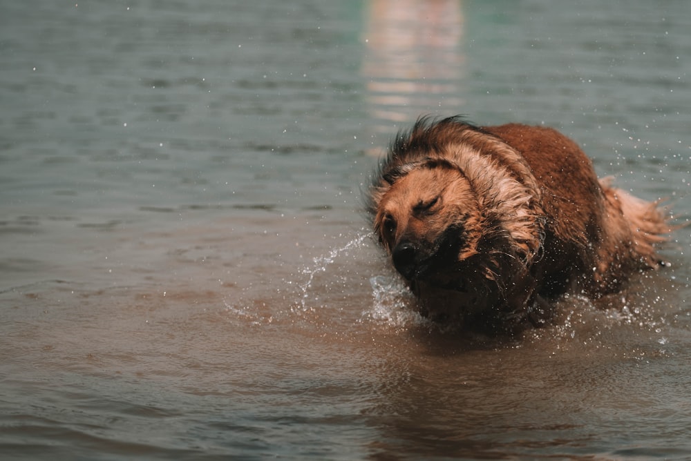 brown long coated dog on water during daytime