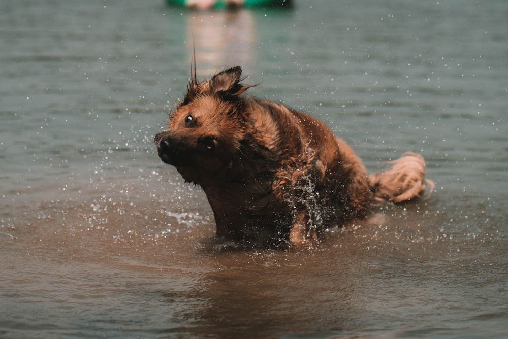 brown short coated dog running on water during daytime