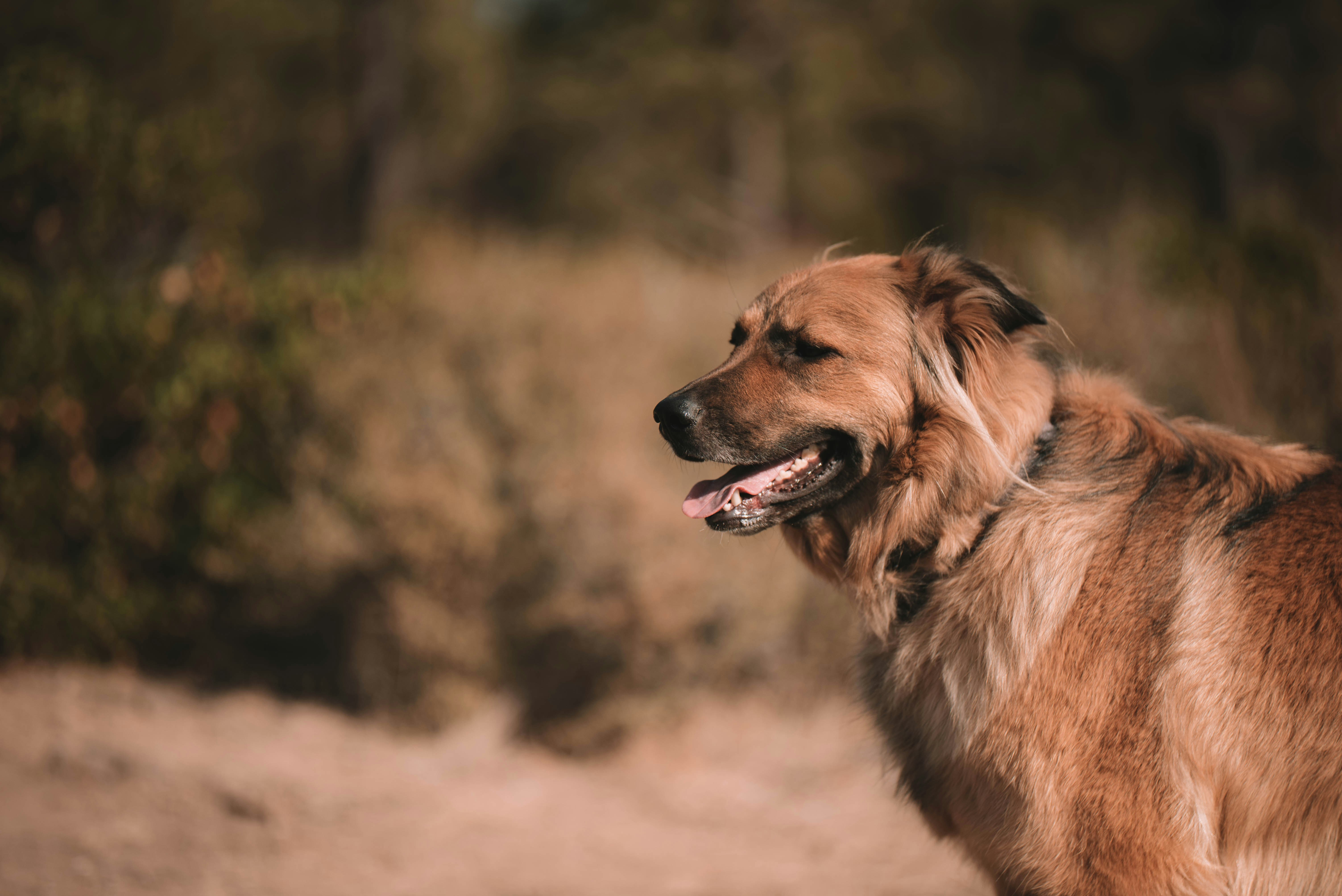 brown long coated dog on brown field during daytime