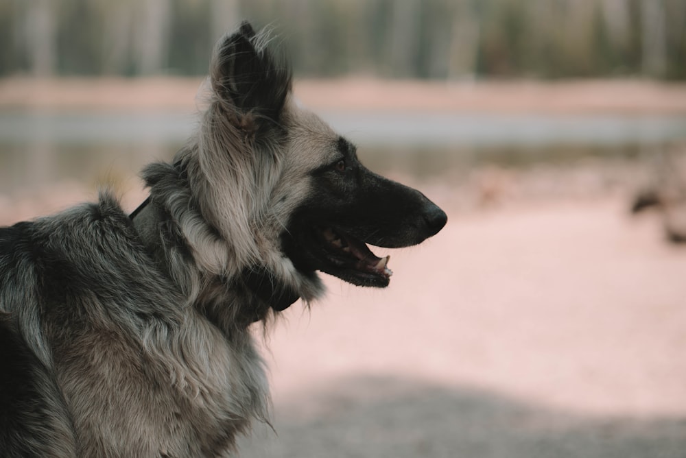 black and tan german shepherd