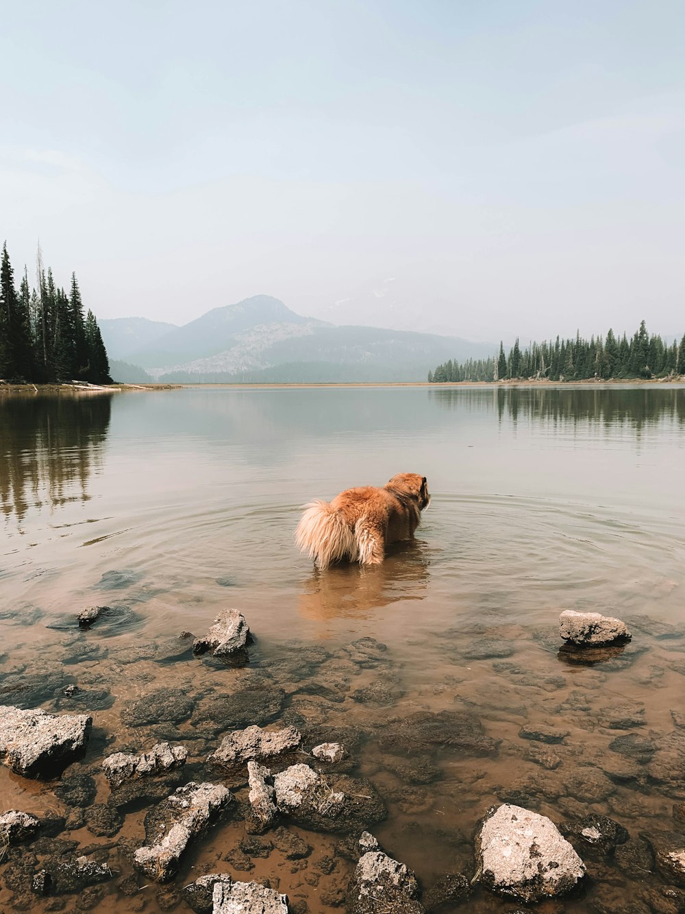 brown long coated dog on lake during daytime
