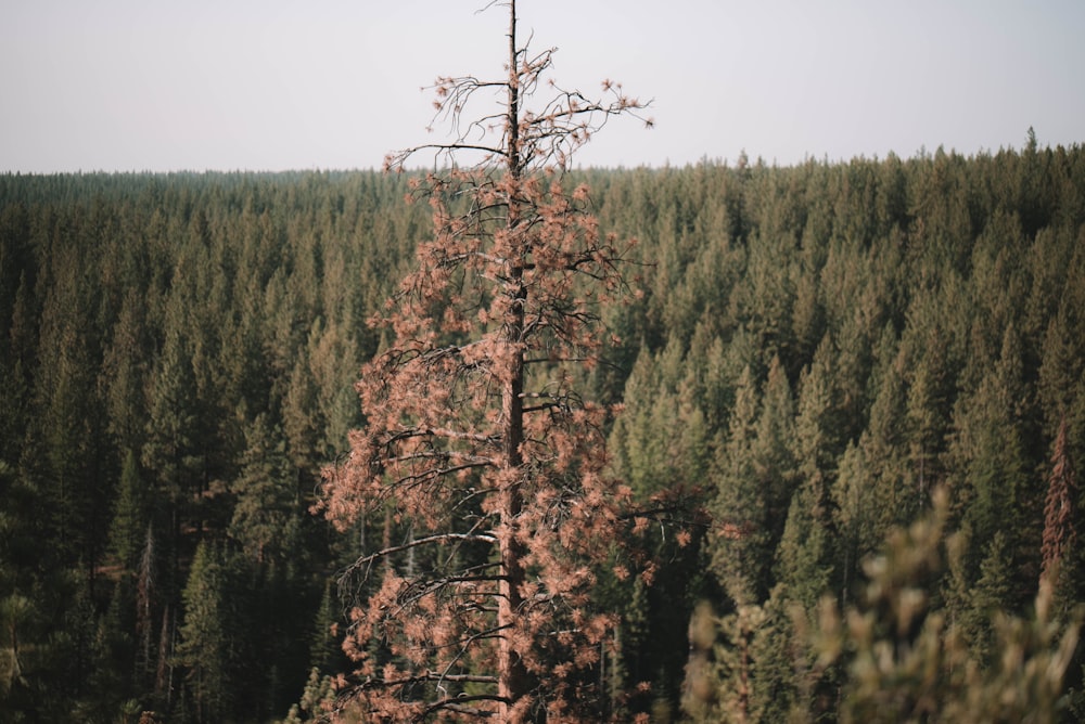 brown and green trees under white sky during daytime