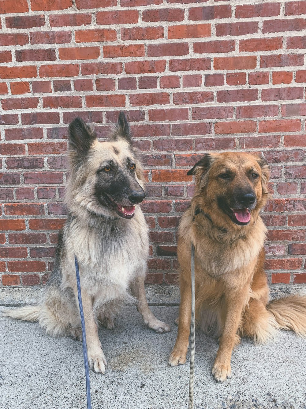 brown and black dogs near brown brick wall