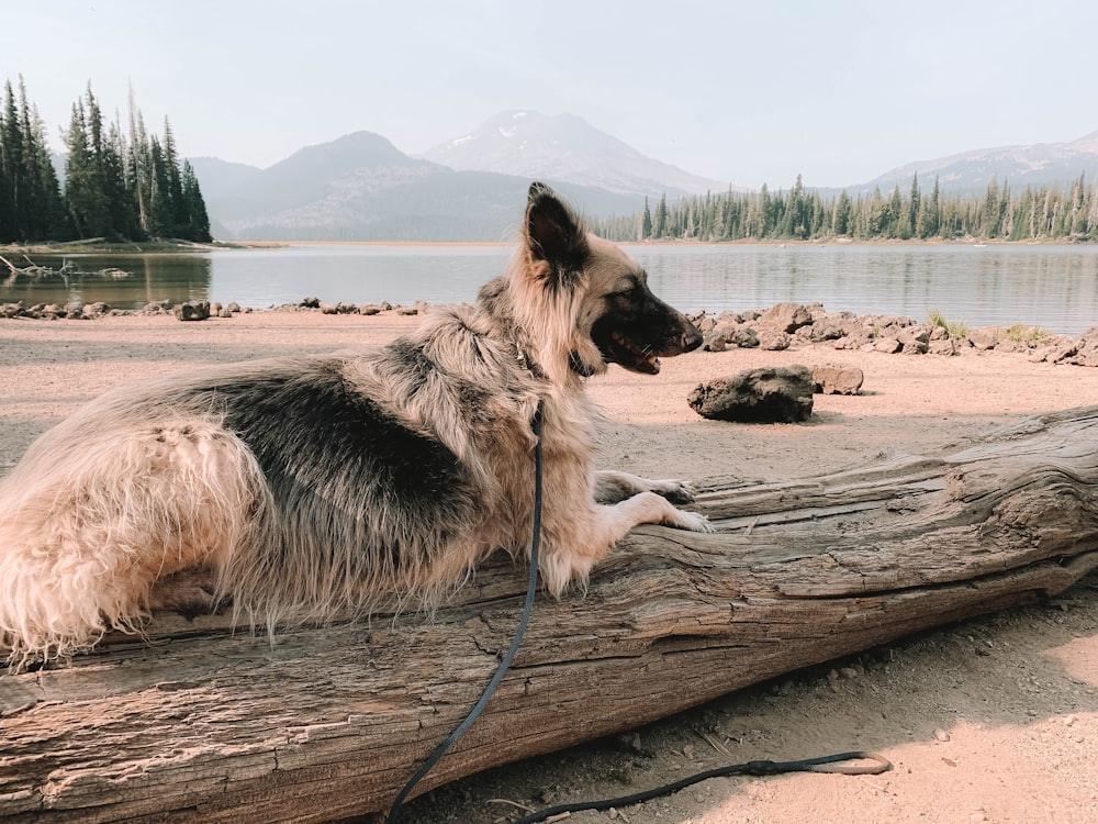 black and brown german shepherd lying on brown wooden log during daytime