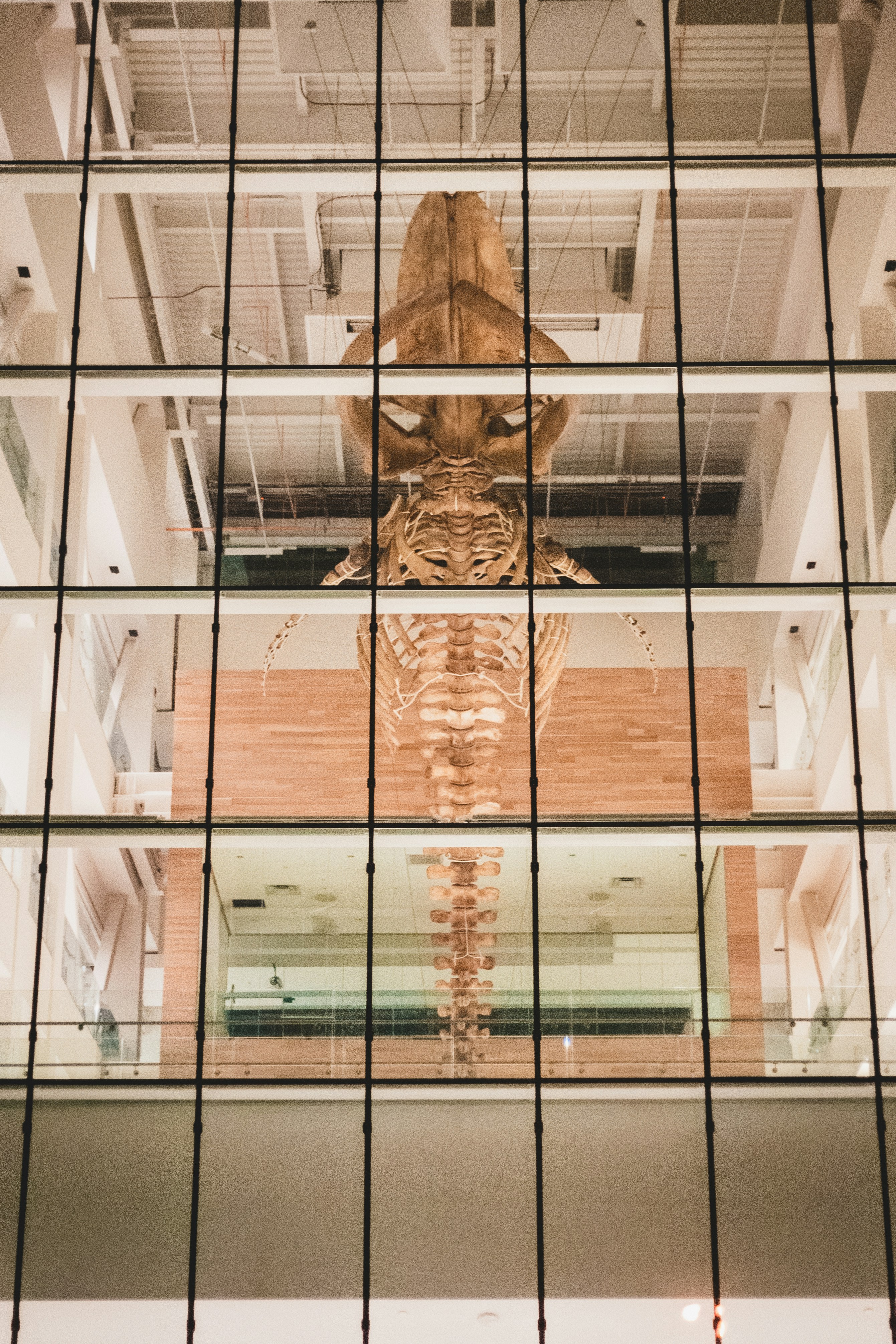 Fernbank Museum of Natural History