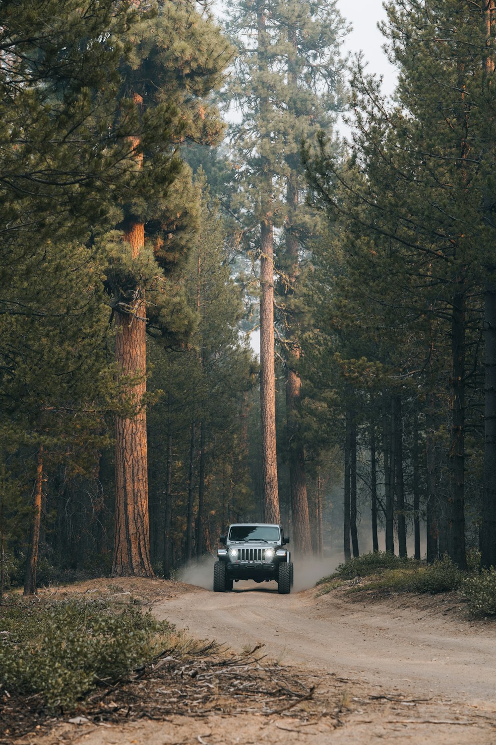 black car on road in between trees during daytime