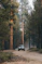 black car on road in between trees during daytime