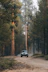 black car on road in between trees during daytime