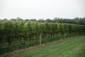green grass field with trees